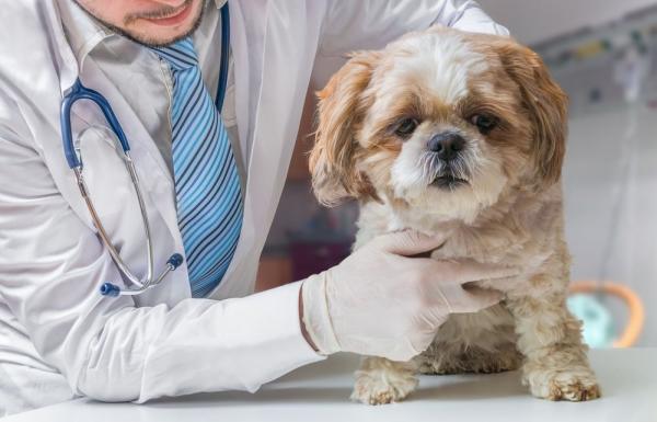 Käänteinen aivastelu koirilla - Syyt, hoito ja hoito - Mitä tehdä, jos koirallani on käänteinen aivastelu?