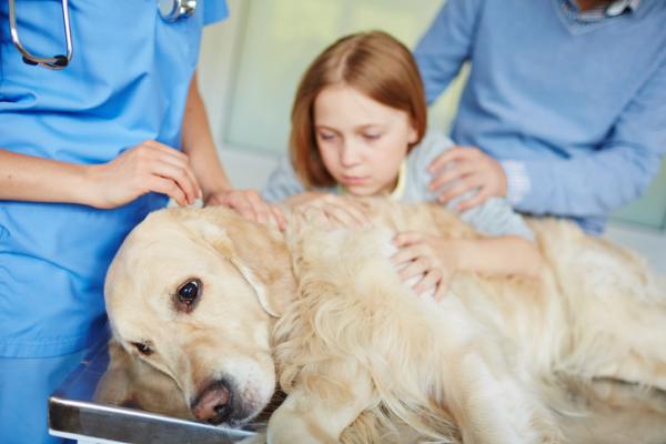 Epilepsia koirilla - syyt, oireet ja hoito - Epilepsian hoito koirilla