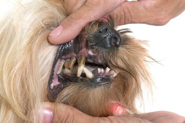 Huono hengitys koirilla - syyt, oireet ja hoito - Miksi koirani hengitys haisee pahalle?