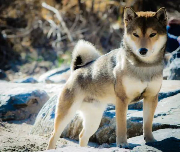 Pisinikäiset koirarodut - Top 10 - 2. Shiba inu