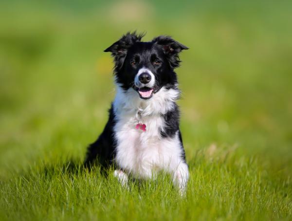 Pisinikäiset koirarodut - Top 10 - 3. Bordercollie 