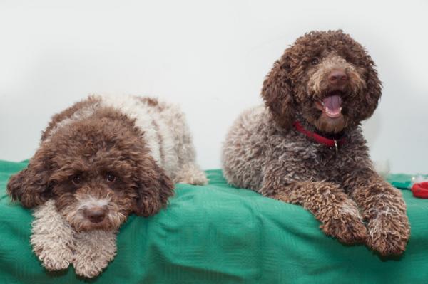 Vanhemmat koirarodut - Top 10 - 10. Lagotto romagnolo