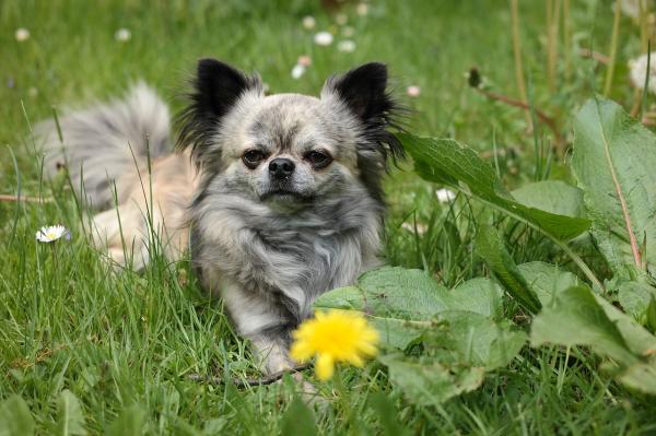 Vanhemmat koirarodut - Top 10 - 1. Chihuahua 