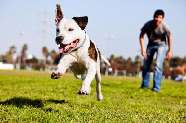 8 parasta lastenhoitajaa - 2. Pit Bull Terrieri