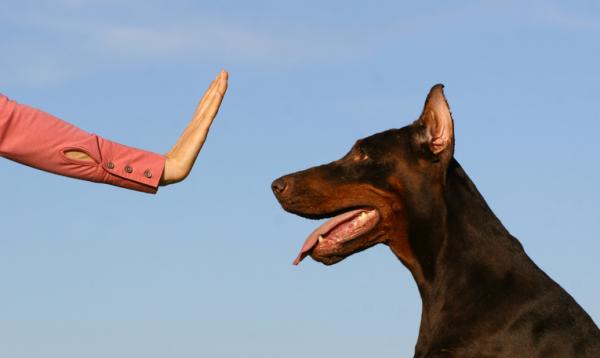Kuinka opettaa koirasi seuraamaan - seurantaan liittyvät käyttäytymisongelmat
