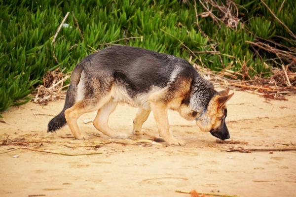 Kuinka opettaa koirasi seuraamaan - Vahvista seurantaa