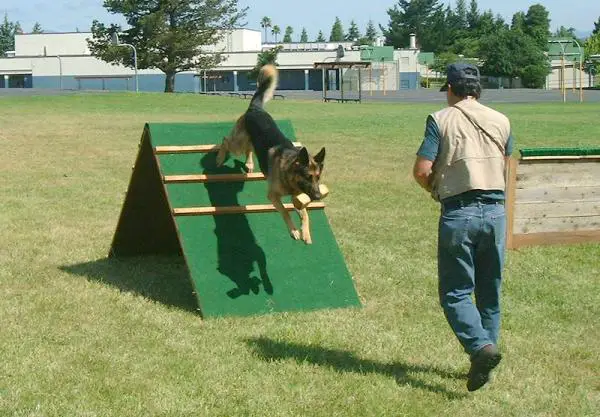 Koiraurheilu - Schutzhund