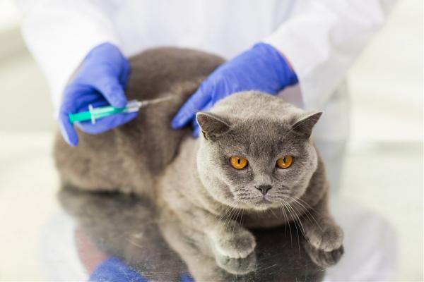 Kissan ihosairaudet - injektioon liittyvä fibrosarkooma