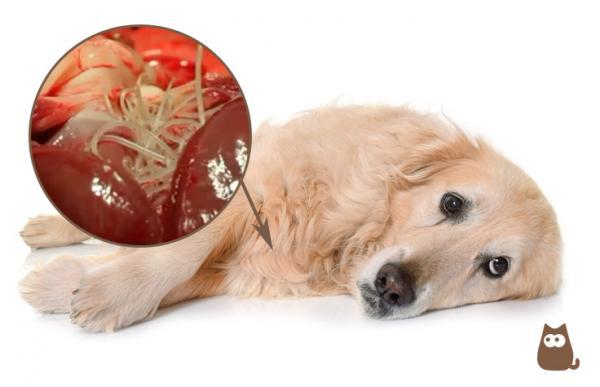 Aivohalvaus koirilla - Oireet, syyt ja hoito - Syyt aivohalvaukseen koirilla 