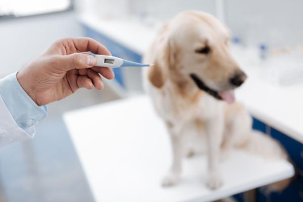 Aivohalvaus koirilla - Oireet, syyt ja hoito - Aivohalvauksen oireet koirilla 