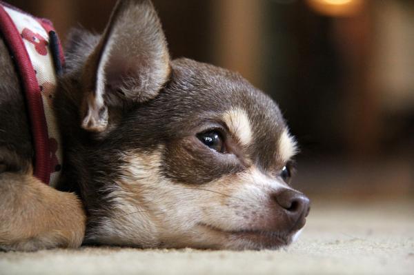 Koirat, jotka vuodattavat eniten karvaa - Chihuahua