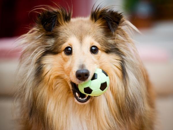 Koirat, jotka karkaavat eniten karvaa - Sheltie