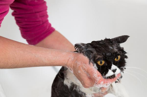 Pitkäkarvaisen kissan uiminen askel askeleelta - 5. Shampoo se