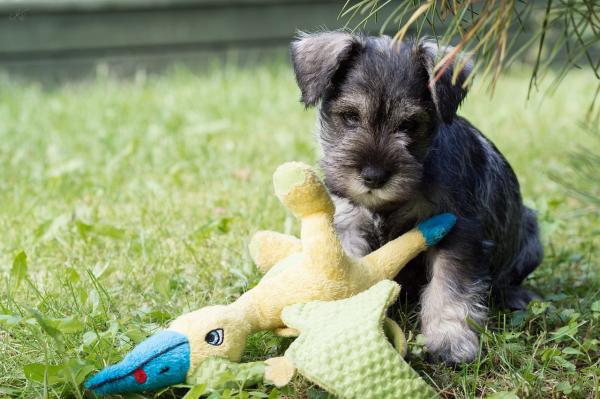 Parhaat koirarodut allergikoille - Schnauzer