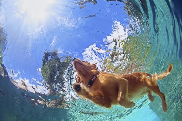 Labradorinnoutajaharjoitukset - uinti