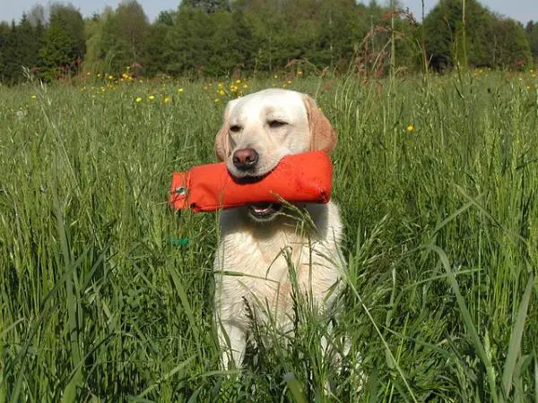 Labradorinnoutajaharjoitukset - Labradori ja hänen ruokintatarpeensa