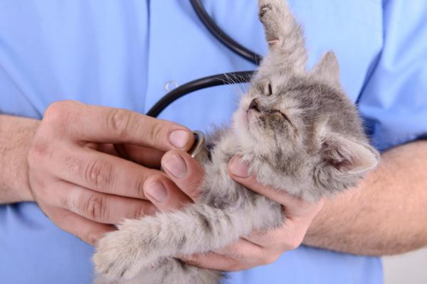 Kokkidioosi kissoilla - Oireet ja hoito - Kokkidioosin diagnoosi kissoilla