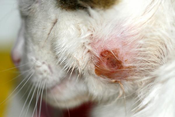 Kissan ruoka -allergia - oireet ja hoito - Mistä tiedän, onko kissallani ruoka -allergia?