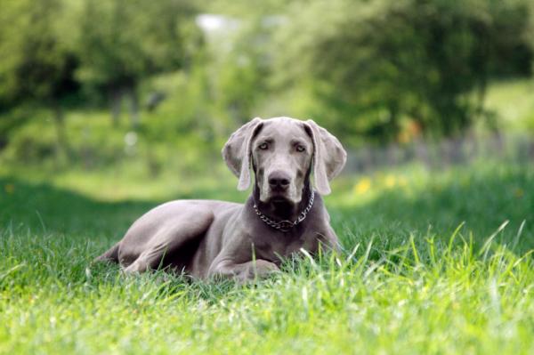 Top 10 saksalaista koirarotua - 10. Weimaraner