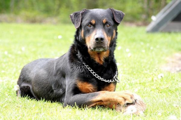 Top 10 suosituinta saksalaista koirarotua - 4. Rottweiler