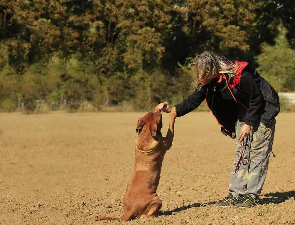 Opeta koirani etsimään tryffelejä askel askeleelta - Vaiheet opettaa koirani etsimään tryffeleitä