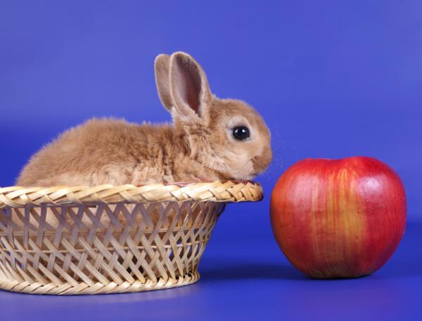 Kääpiökanin ruokinta - Kuinka ruokkia kääpiökania?