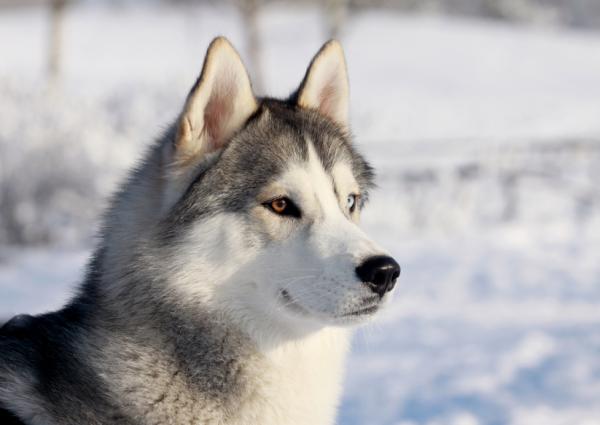 10 suosituinta koirarotua maailmassa - 1. Siperianhusky