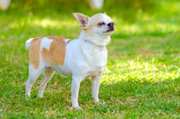 Maailman 10 suosituinta koirarotua - 8. Chihuahua 