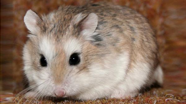 Hamsterityypit - Roborowskii Hamster