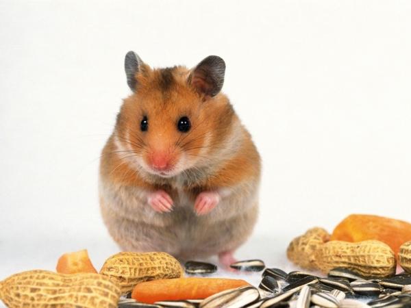 Hamsterityypit - Kultainen hamsteri