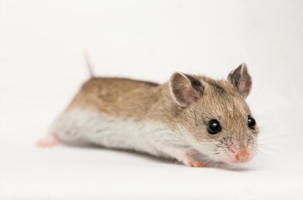 Hamsterityypit - kiinalainen hamsteri