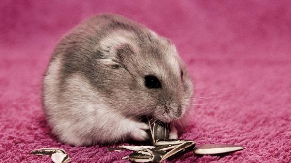 Hamsterityypit - Venäjän hamsteri