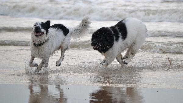 Vesipelastuskoirat: Nelijalkaiset sankarit - Sydämessään he ovat edelleen koiria
