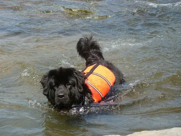 Vesipelastuskoirat: Nelijalkaiset sankarit - Pelastuskoirien koulutus