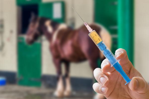 Hevosen aivotulehdus - Oireet ja hoito - Hevosen aivotulehdus ja sen rokote