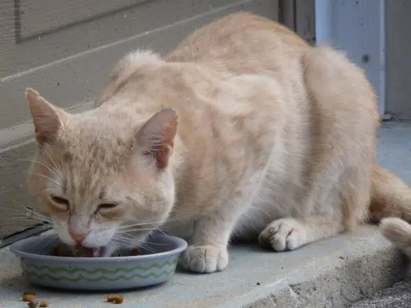Kuinka saada aliravittu kissa rasvaksi - ruokaa, jota voit tarjota aliravittuun kissaan