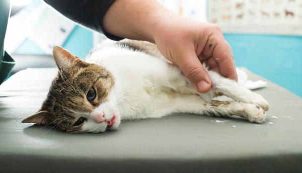 Kuinka tehdä aliravittu kissan rasva - Mene eläinlääkäriin