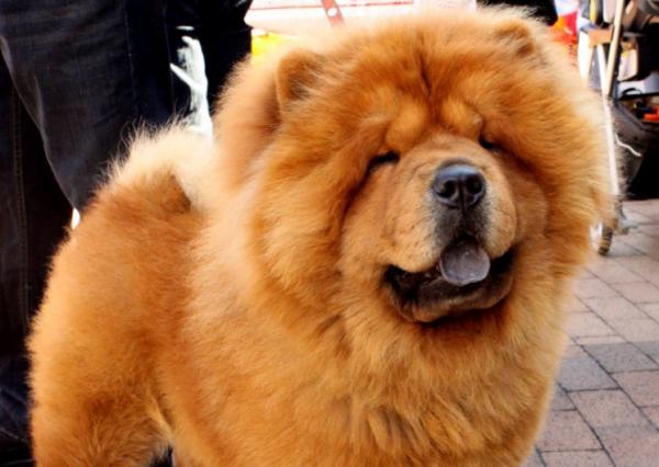 Ryppyiset koirarodut - Chow Chow