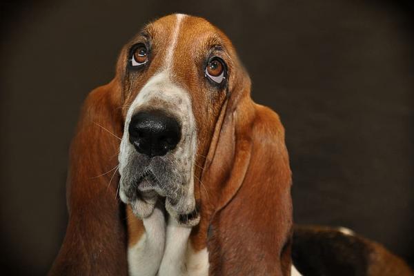 Ryppyiset koirarodut - Basset Hound