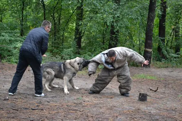 Hyökkäyskoirat - ovatko hyökkäyskoirat vaarallisia?