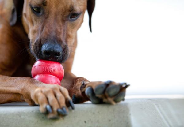 Harjoituksia hyperaktiivisille koirille - Älä unohda edistää rauhallisuutta kotona