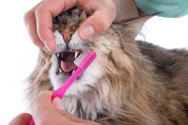 Minkä ikäisenä kissat vaihtavat maitohampaita?  - Kissan pysyvien hampaiden ominaisuudet