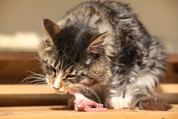 Raaka- tai BARF -ruokavalio kissoille - Esimerkki, edut ja vinkit - BARF -ruokavalion alkuperä kissoilla