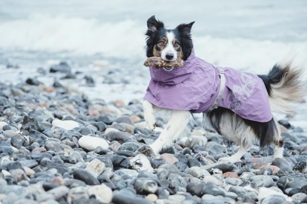 Vinkkejä koiran kävelyyn sateessa - vedenpitävät koiranvaatteet