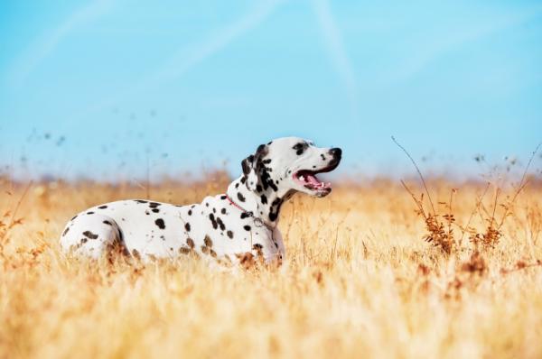 10 rakastavinta koiraa - 4. dalmatialainen