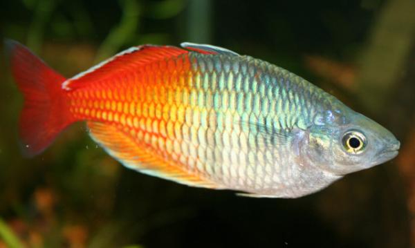 Ihanteellinen kala aloittelijoille - Rainbow Fish