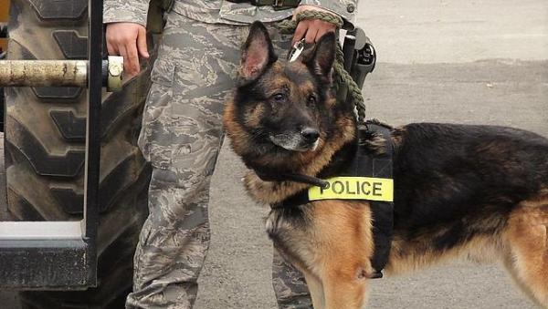 Koiran kouluttaminen puolustukseen ja hyökkäykseen - Miksi kouluttaa koira puolustukseen ja hyökkäykseen?