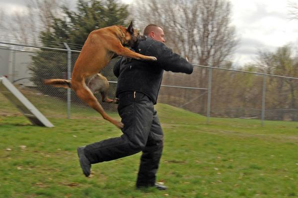 Koiran koulutus puolustuksessa ja hyökkäyksessä - Huonosta koulutuksesta johtuvat käyttäytymisongelmat