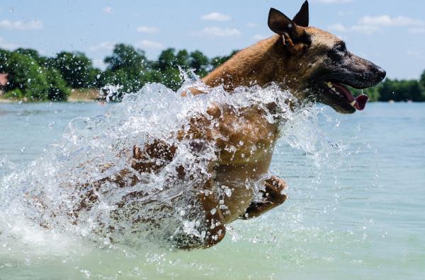 Harjoitus aikuisille koirille - uinti ja vesiterapia