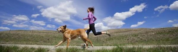 Harjoitus aikuisille koirille - Liikunnan edut ja perusvinkkejä